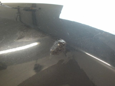 CAPOT RENAULT MEGANE COUPE III Phase 1 2008-2012